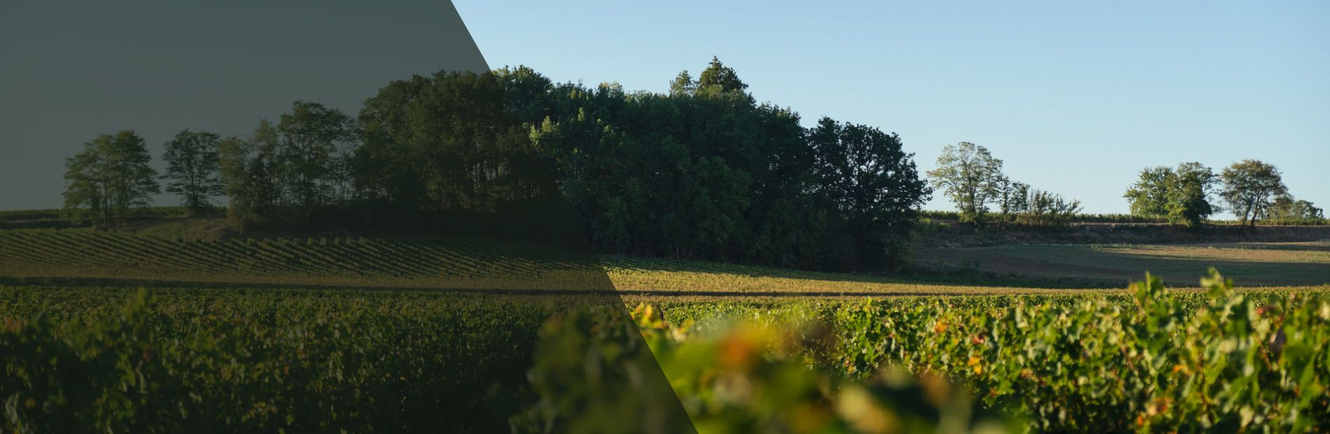 Découvrez l'appellation Lussac Saint-Emilion